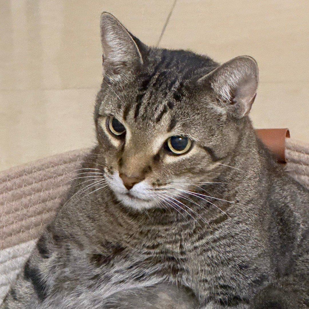 播放别的小猫哈气骂人的视频我儿belike：哪儿来的小逼崽子？那微微狰狞的嘴角都