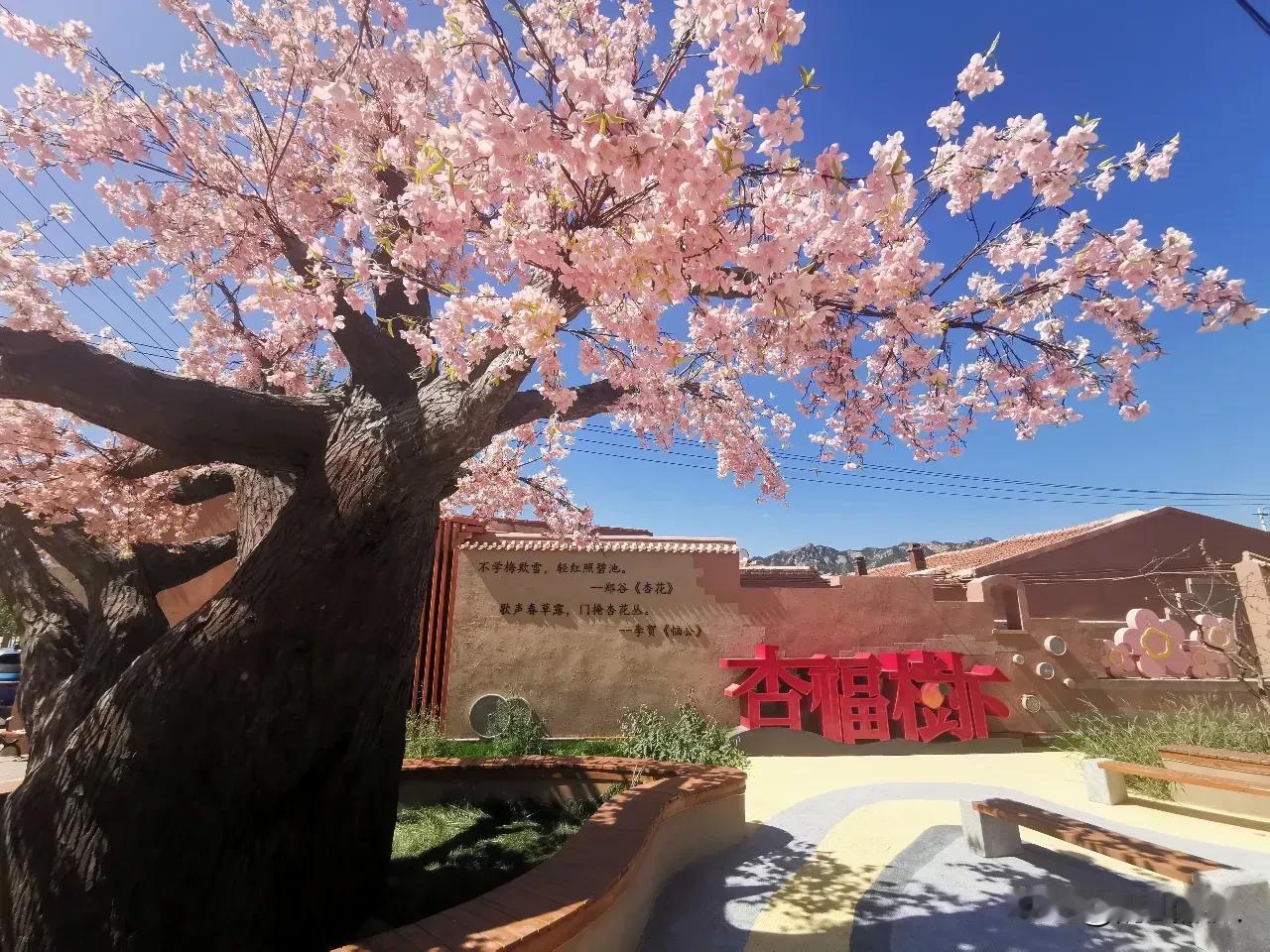美死你！后天（4月18日）上午，呼市的乌素图杏花节就要开幕了，有免费送票活动。
