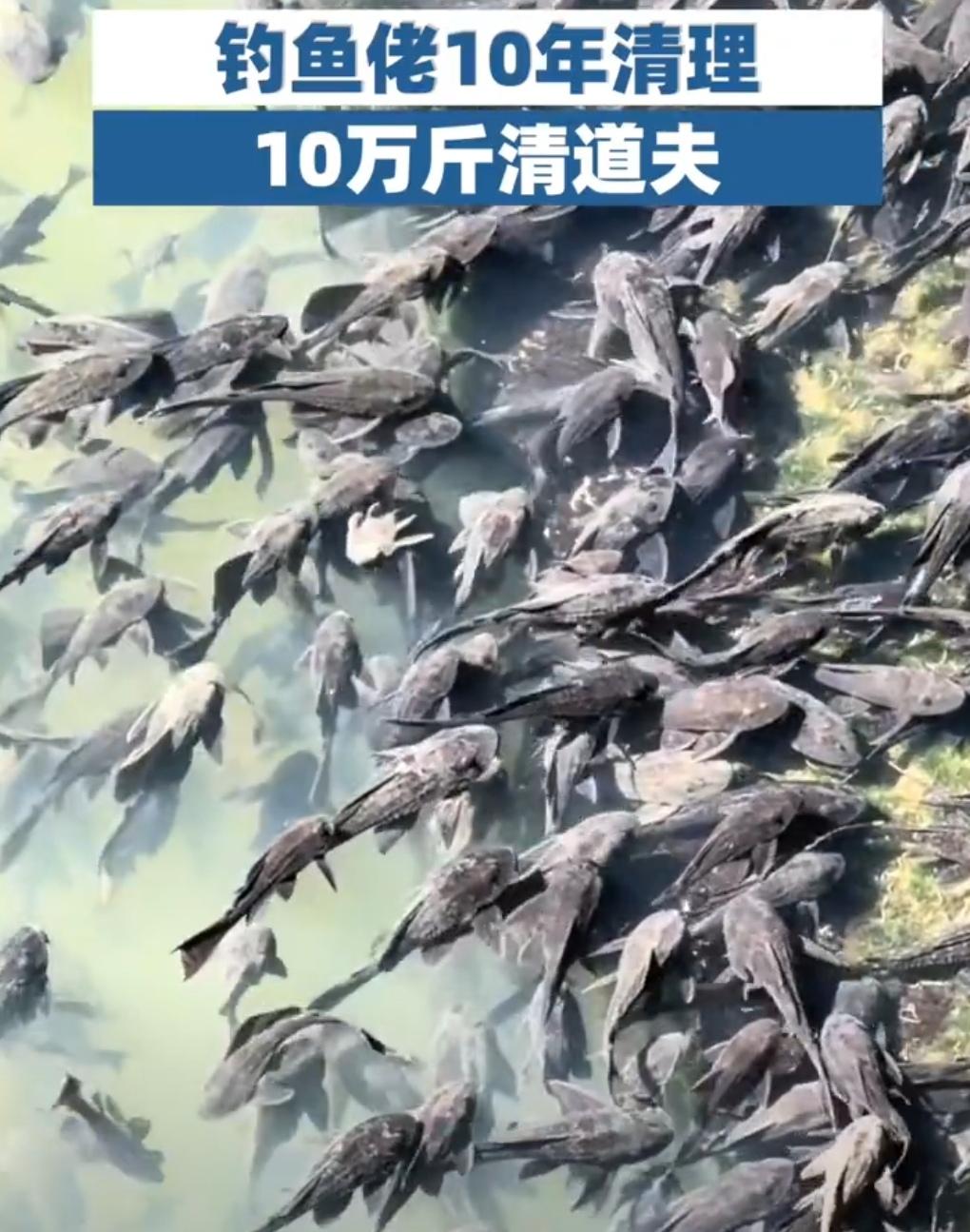 “清道夫克星”十年擒获十万斤，一位广州钓客的无声战役

在广东中山的江河湖库边，