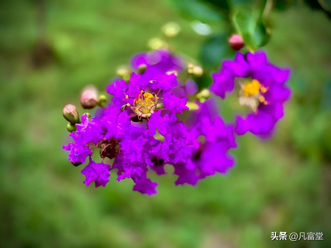 雨后的紫薇花
            （原创）


走过沉闷的夏日，在大雨滂沱之