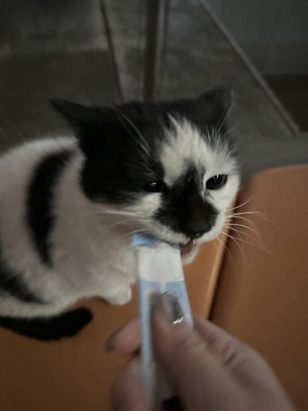 快来看！小猫咪吃播！