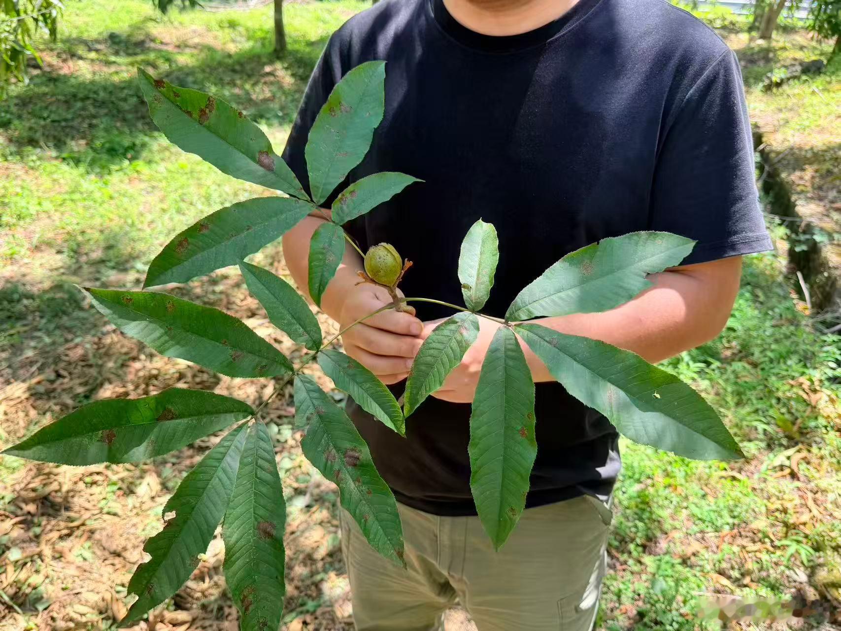杭州林业工程师把一片山林种出了新花样🚩一亩山林，三层收益！杭州林业工程师华锦欣