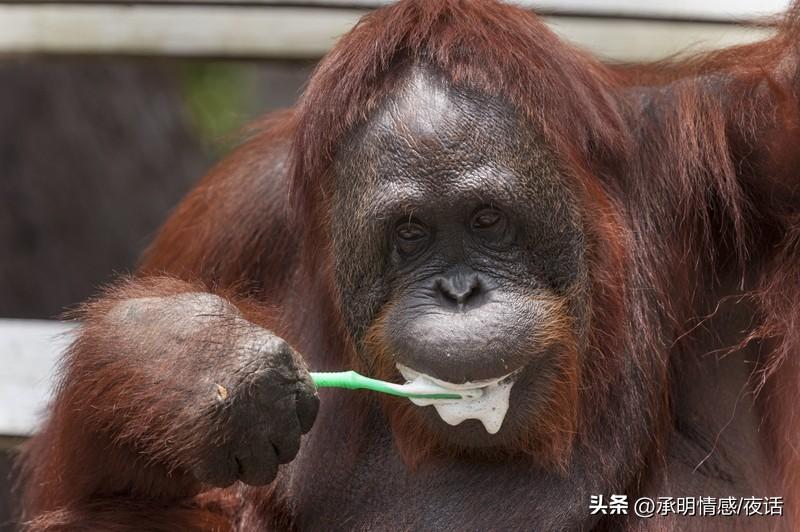 你是不是也习惯睡前才刷牙？快停下！这坏习惯可能正毁掉你的牙齿！

很多人觉得刷牙