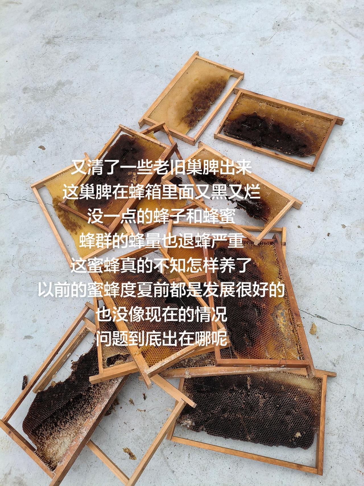又清了一些老旧巢脾出来
这巢脾在蜂箱里面又黑又烂
没一点的蜂子和蜂蜜
蜂群的蜂量