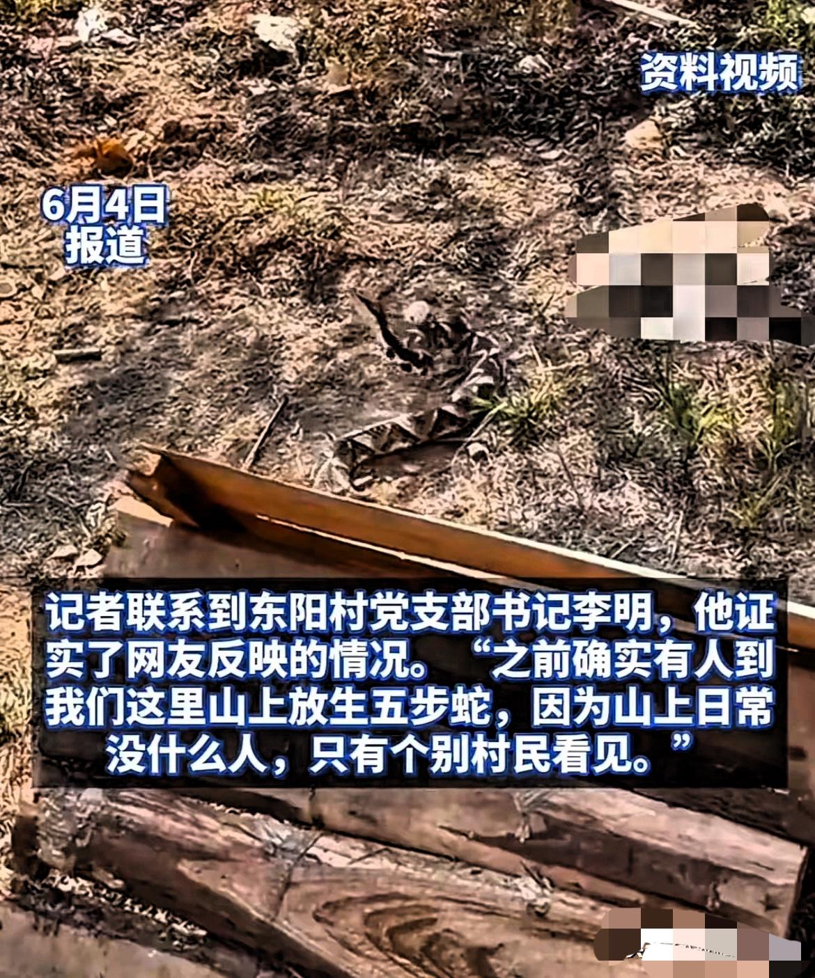 “放生”变“放毒”！

温州茶山外来人放生毒蛇，村民哭诉：祖祖辈辈采茶从未如此危