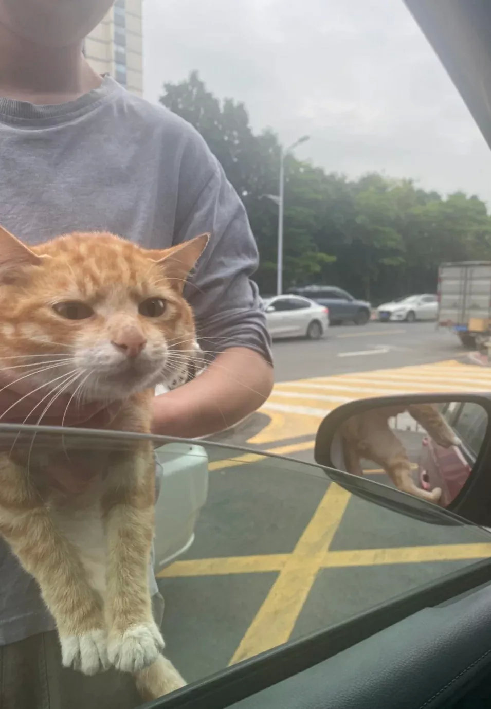 猫猫发言：帅哥能载我一趟吗？让我去你家住住也行！