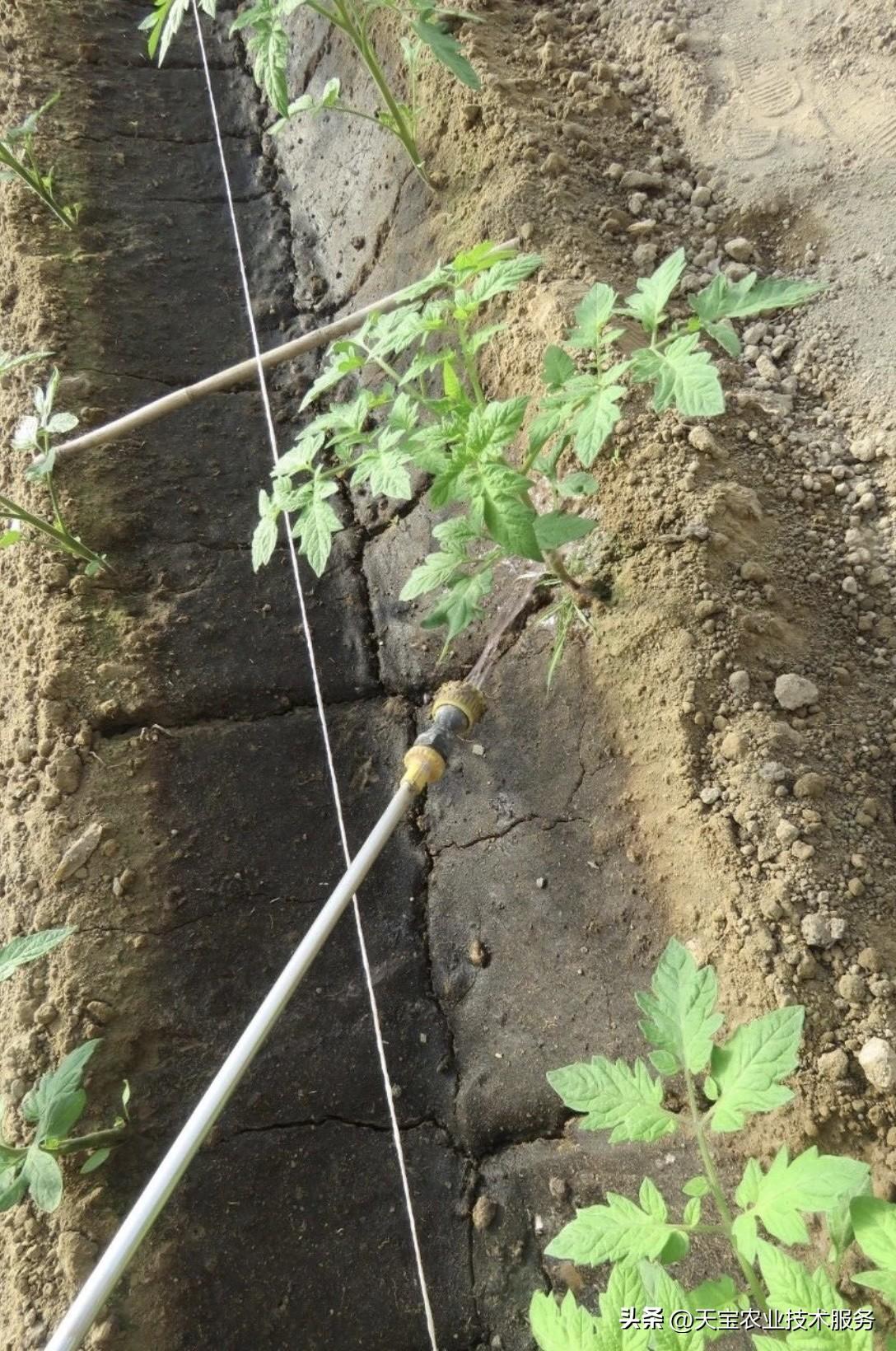 在温室大棚种植番茄需要注意什么? 温室大棚环境密闭，温湿度、光照可人为调控，但高
