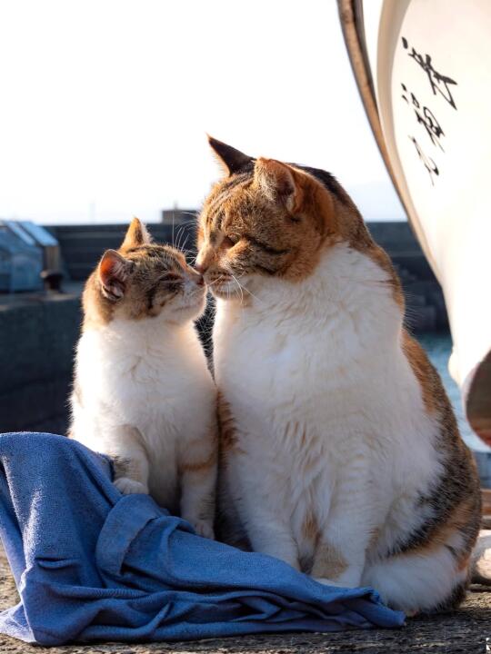 有妈在你就不是流浪猫