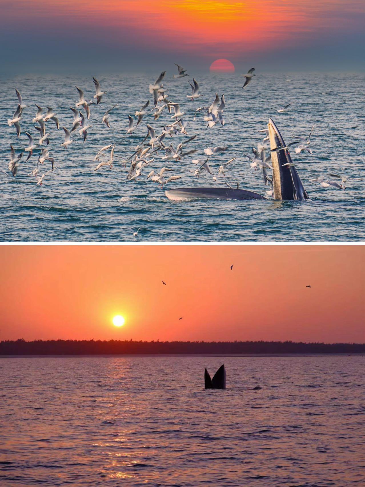 涠洲岛观鲸攻略🌊邂逅布氏鲸的浪漫，这份幸运我珍藏了✨

家人们！终于在我的人生