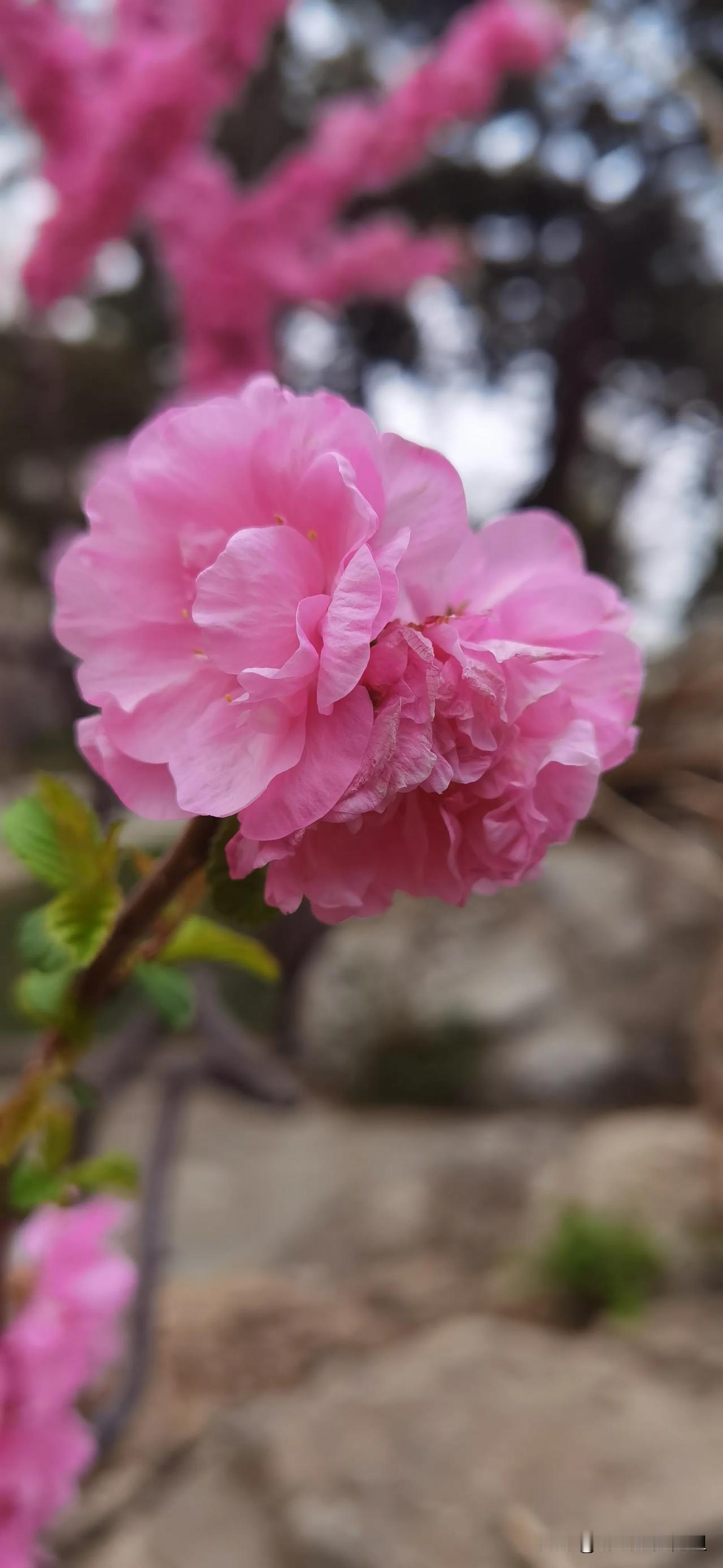 #春日生活打卡季#