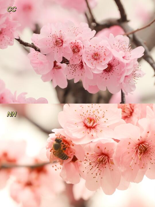 富士拍花选CC还是NN？