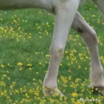 “我在找一匹马”“什么马？”“你的微信号码” 