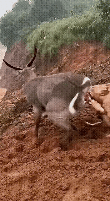 有时候的死路也是绝处逢生，只有拼命一搏，才有一线生机。