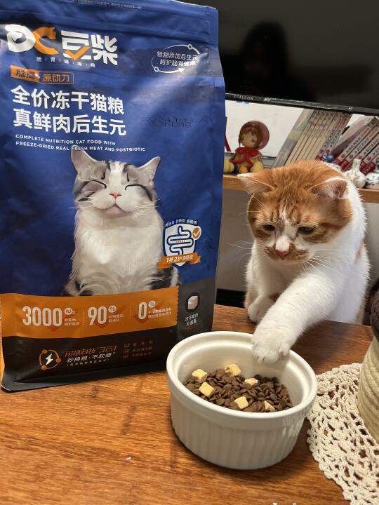 可怜的小猫已经五分钟没吃猫粮了