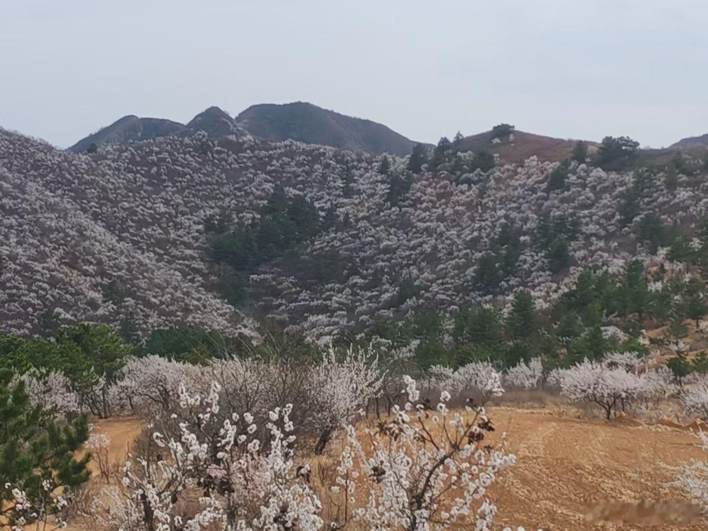 赴一场春日杏花之约，把山野的浪漫都装进镜头里。风是甜的，花是白的，今天的快乐是漫