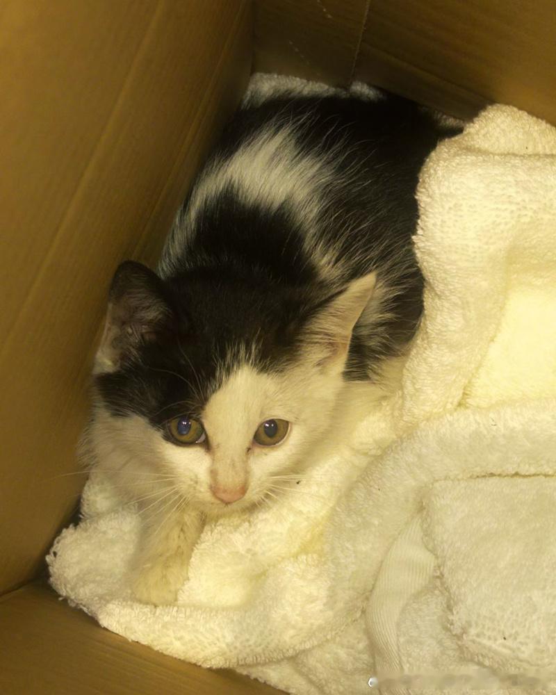 49020【领养】猫咪领养 🐱上海领养 上海有没有朋友有意领养此小小陶喆，两个