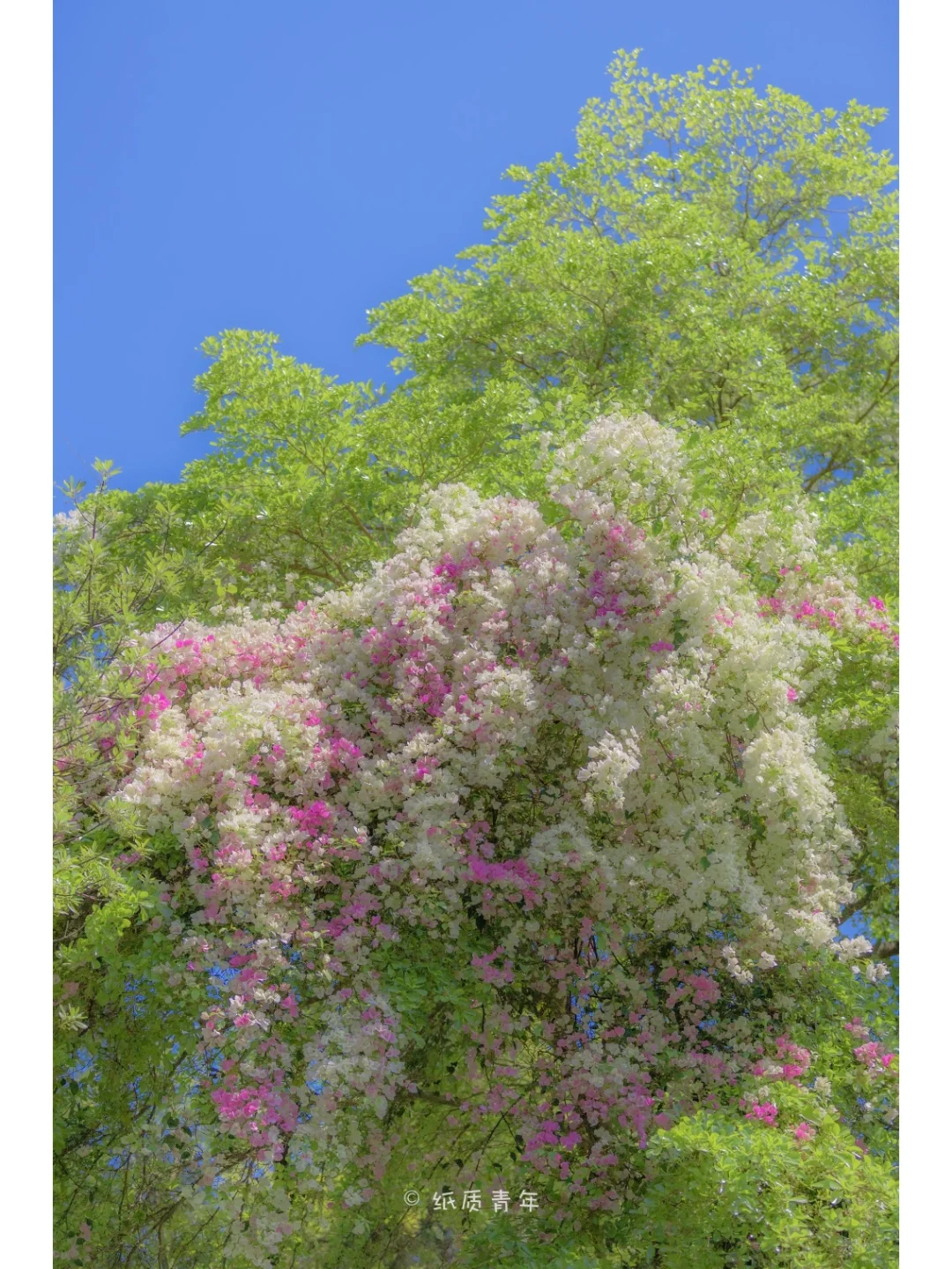 深圳园博园的三角梅，我可以说史无前例🌸