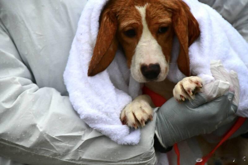 为救实验犬爆发冲突！上千人闯入美国设施 警方动用催泪瓦斯驱散海外新鲜事 美国威斯