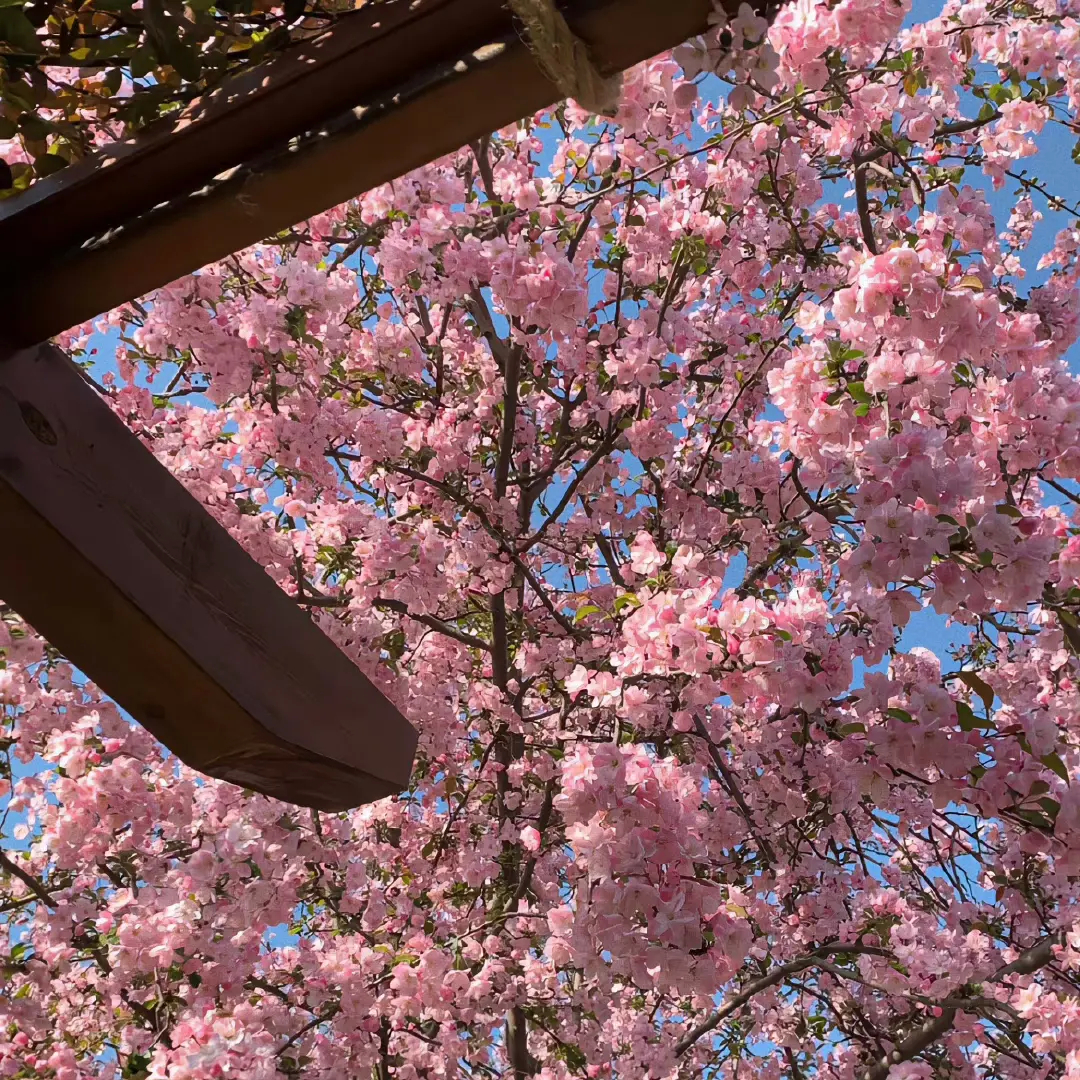 𝐒𝐡𝐚𝐫𝐞·一组春天背景图🧃🌷💫🍬 ​​​