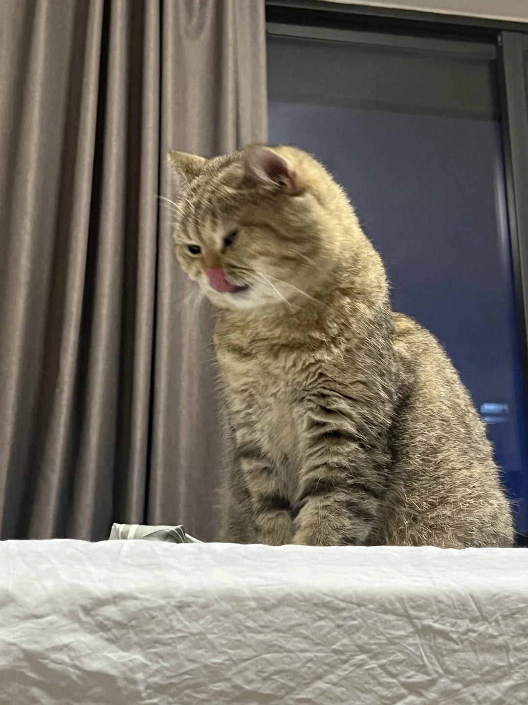 广东本地猫，雷雨天也包淡定的