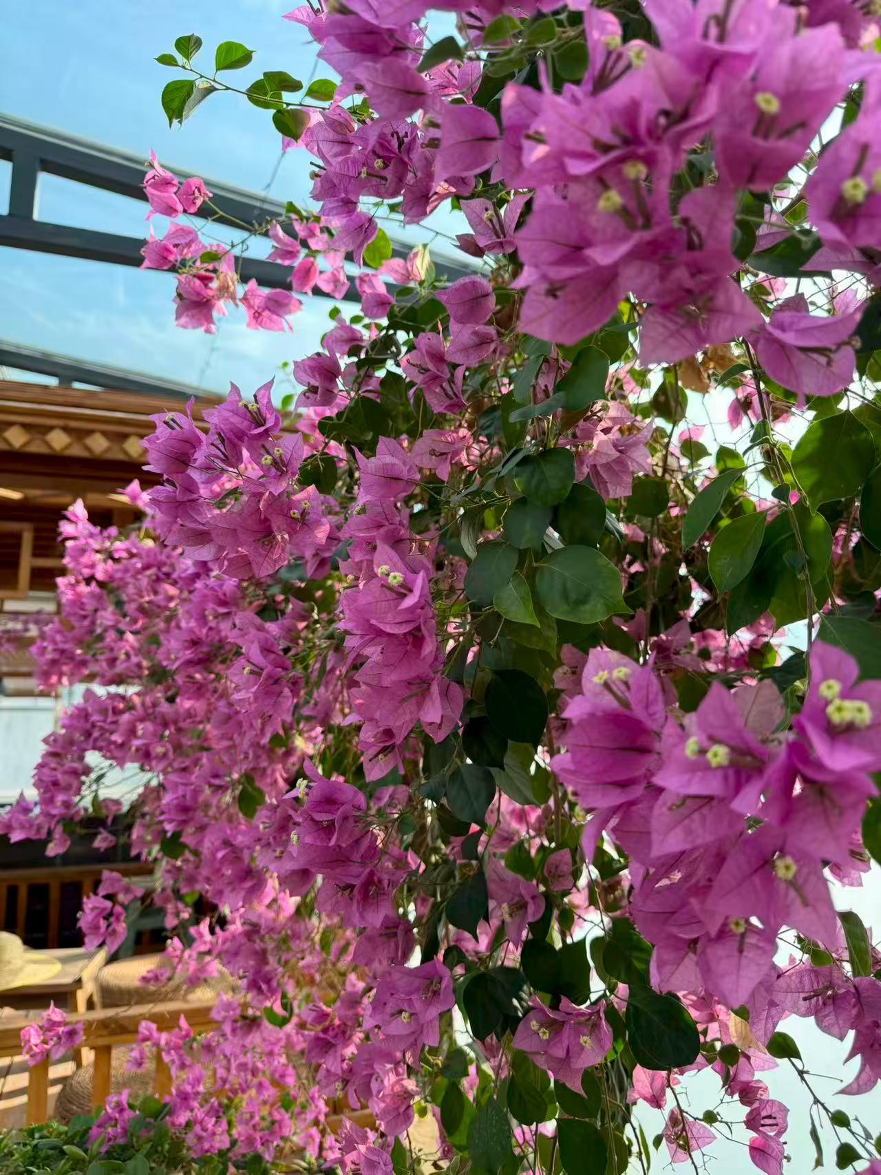 分享一张绚烂绽放的花姹紫嫣红争奇斗艳，花儿开了惊艳了时光。