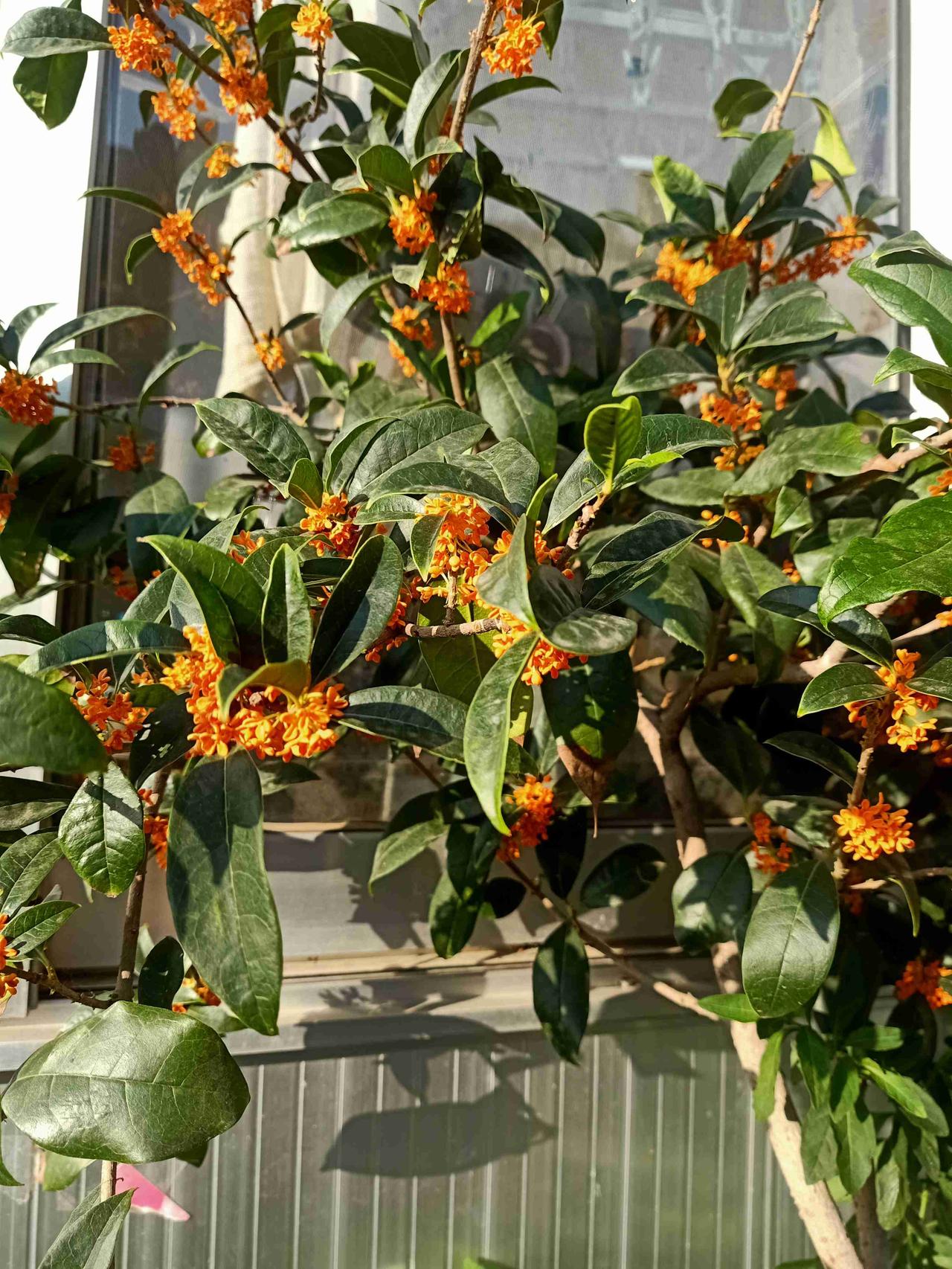 我的今日状态：💰期待暴富
我这里的天气：🌤️多云