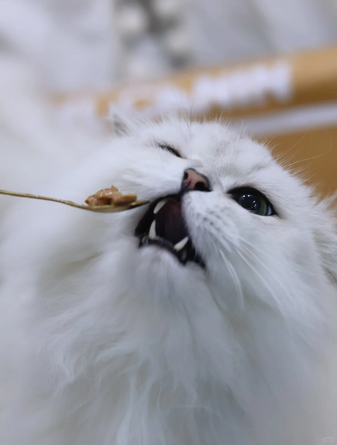 吃货小猫咪 爱吃零食的小猫咪