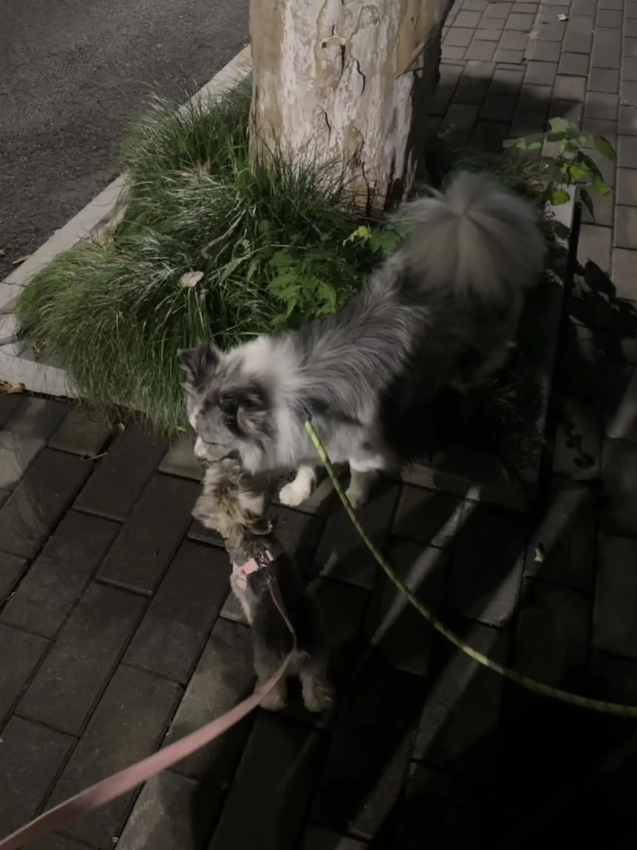 我们家小狗是e狗哈哈哈哈 遇到了城西遛狗大队