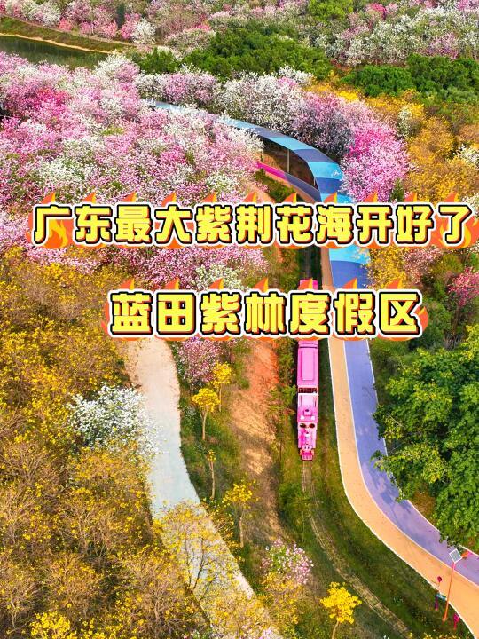 不出广州 花都3000亩梦幻紫荆花海超乎想象