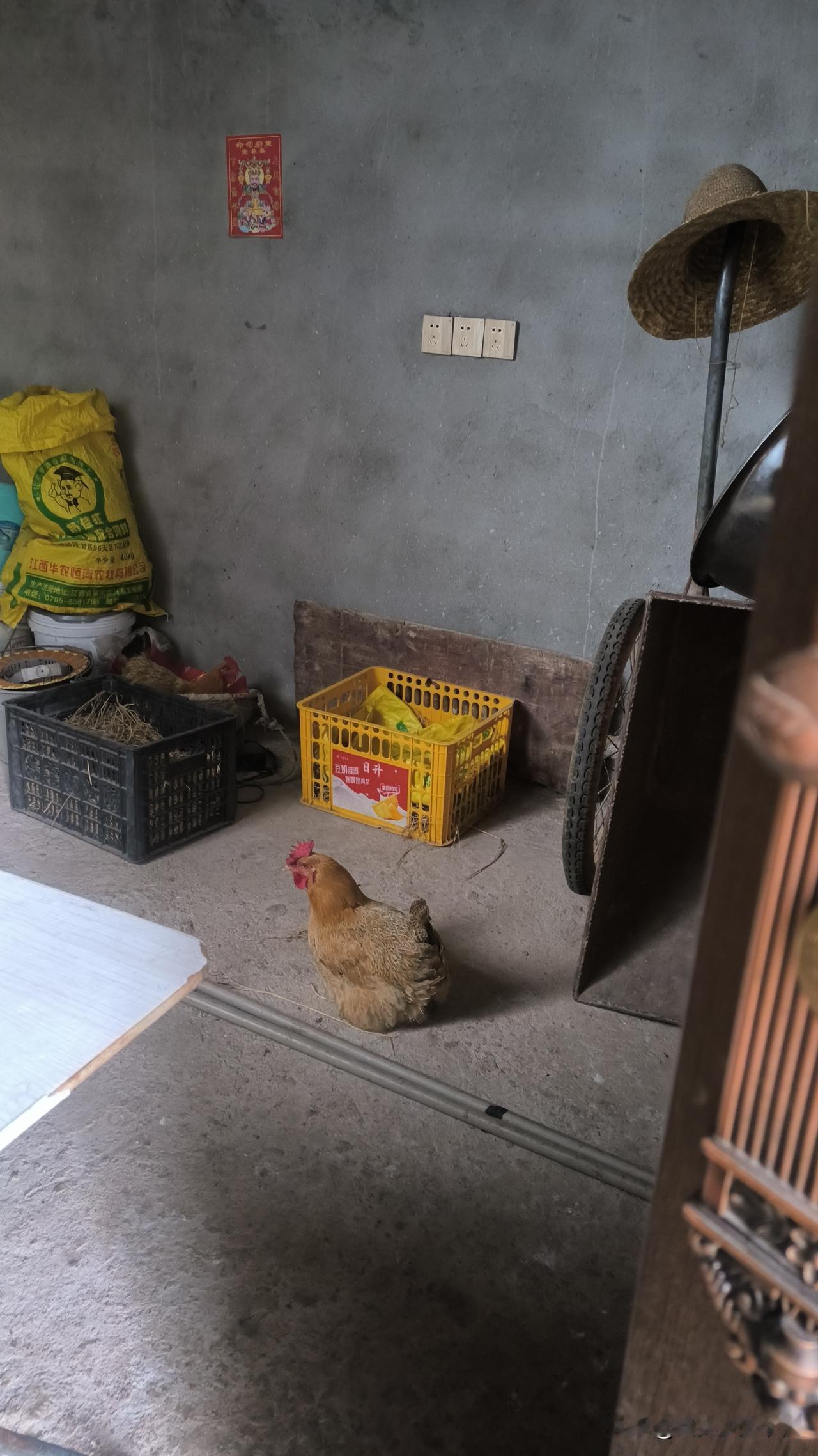 我家的两只母鸡又在吵架了呀！它们俩都喜欢在同一个鸡窝里面下蛋，下蛋的时间又刚好都