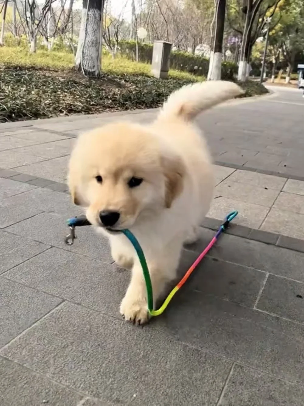 嘿，小金毛~毛茸茸软乎乎又调皮