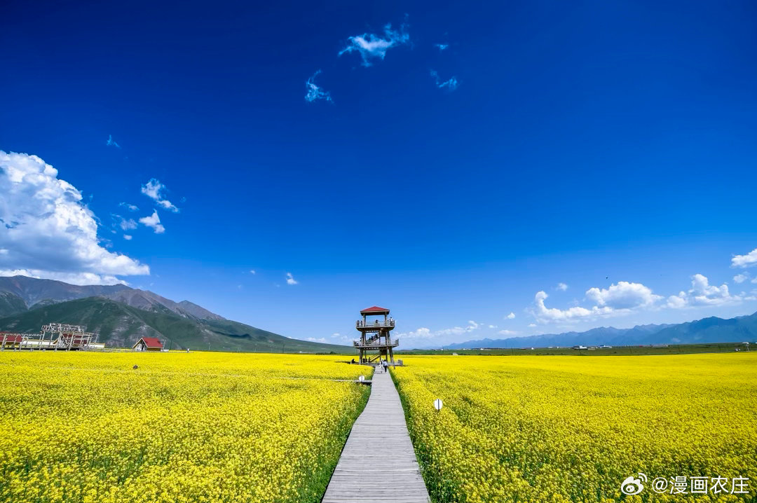 难忘的青海门源万亩油菜花