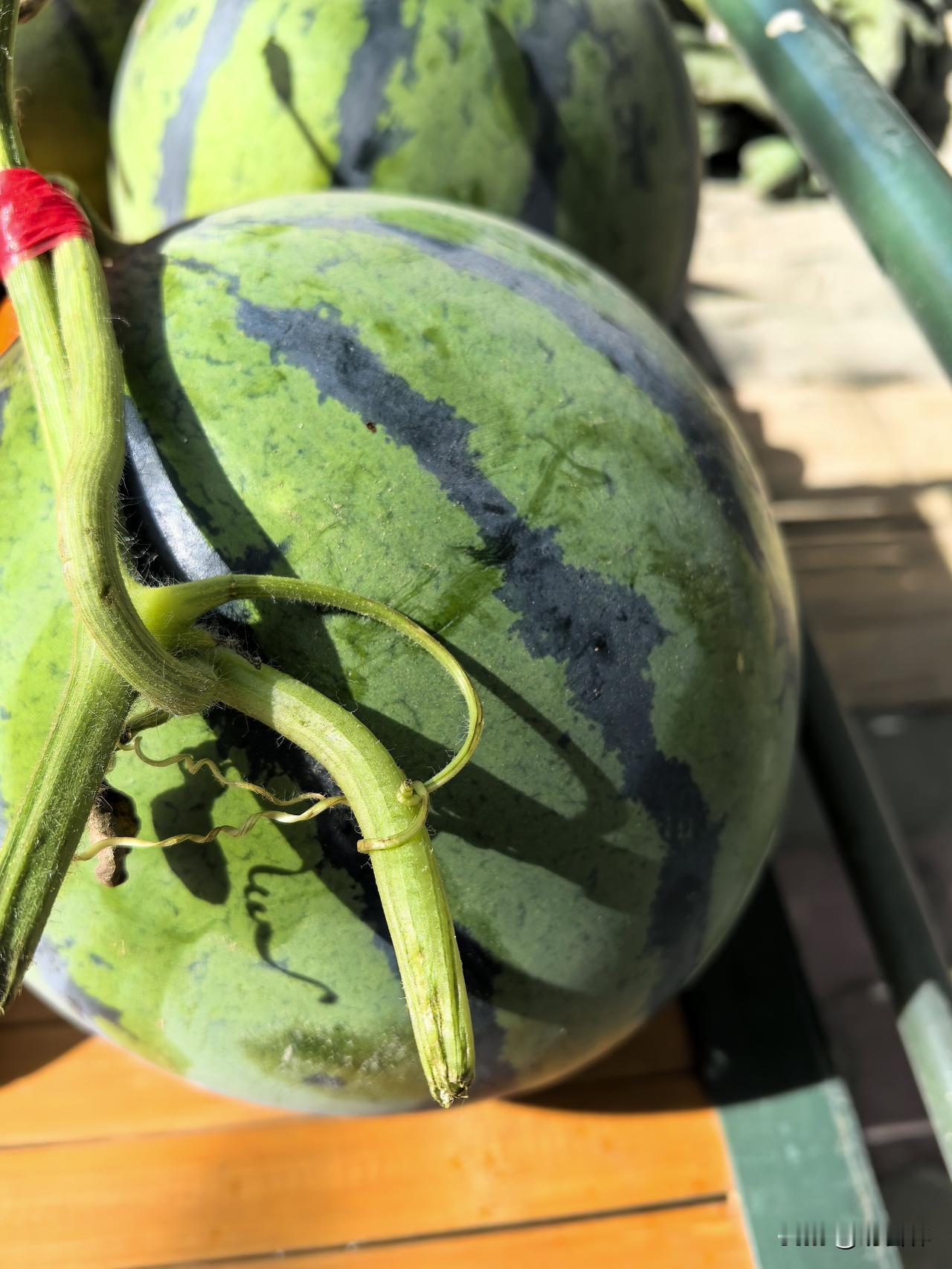 今日，在乌鲁木齐市沙依巴克区街头，看到已经有产地吐鲁番的温室大棚本地西瓜上市，个