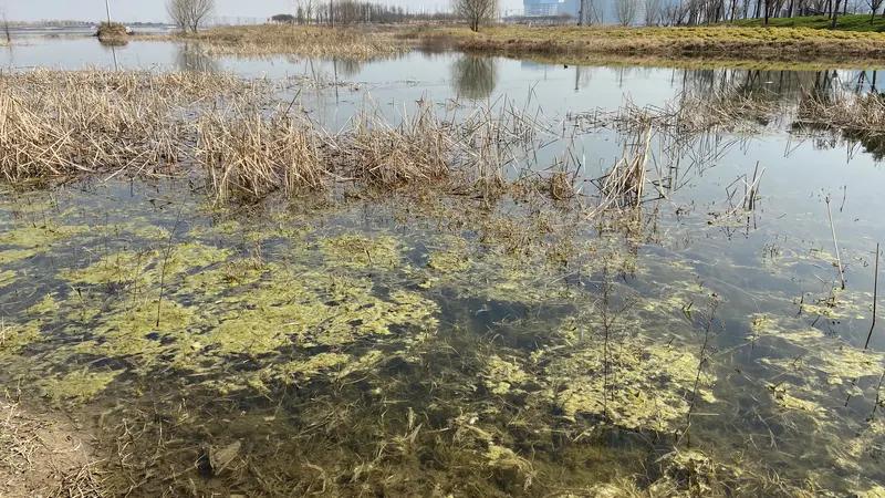 郑州一水库惊现大量死鱼，这事儿在2025年初春被居民发现后，可引起了不小的轰动。