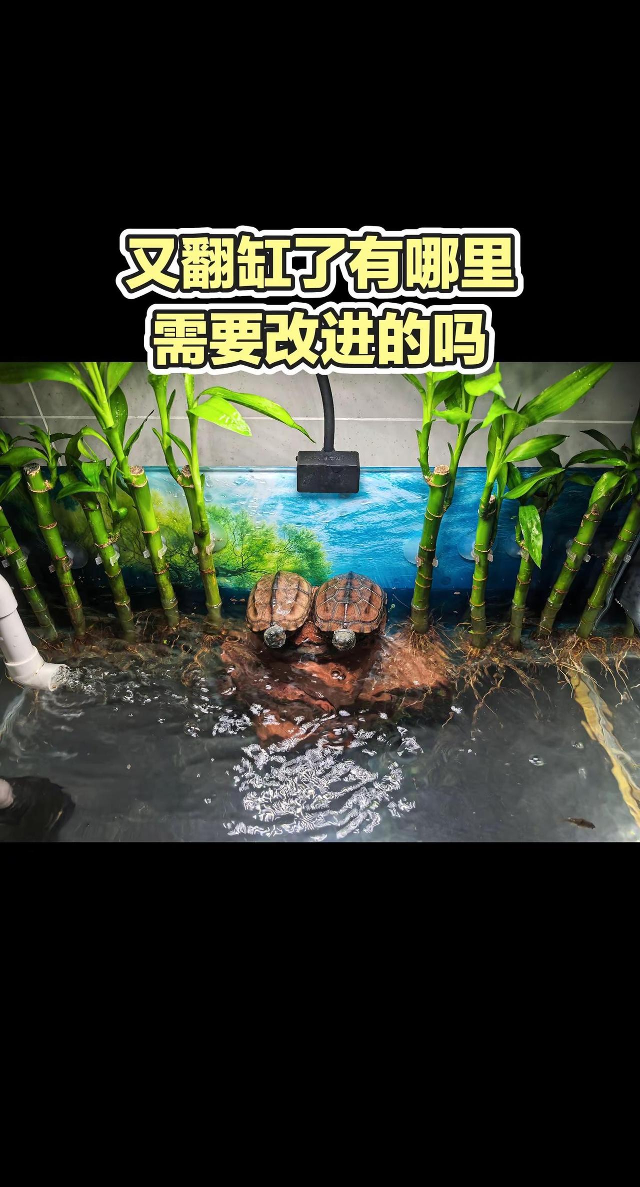 之前那样过滤不到位水很容易变臭，现在又换成这样了，有哪里需要改进的吗？各位龟友们