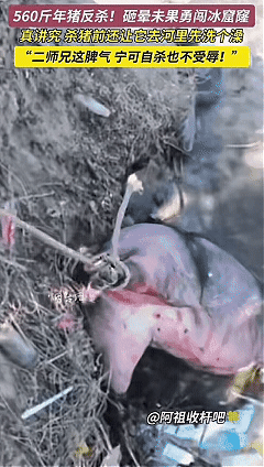 “万万没想到！”山东烟台，一男子家杀年猪，不料，因猪太重，4个人按不住，男子就想