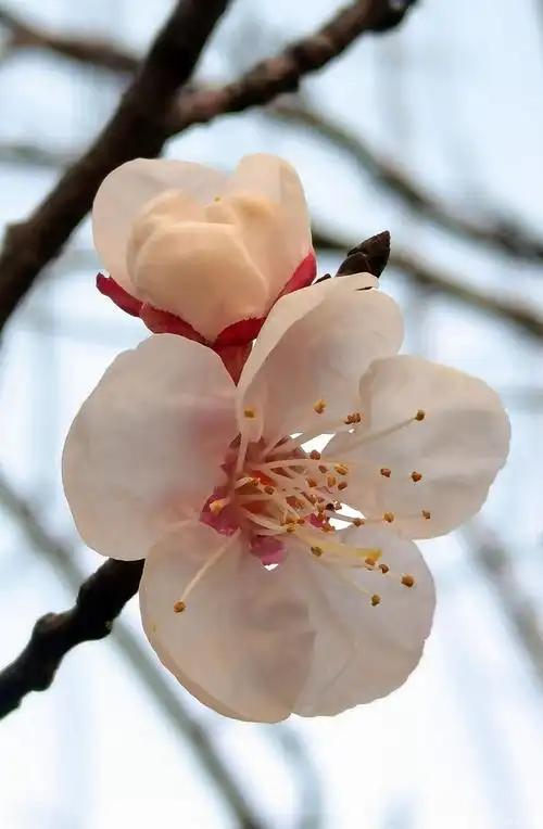 鹧鸪天 杏花
粉薄红绡掩面羞，
和风细雨漫勾留。
出墙非是轻狂态，
春探原为解语