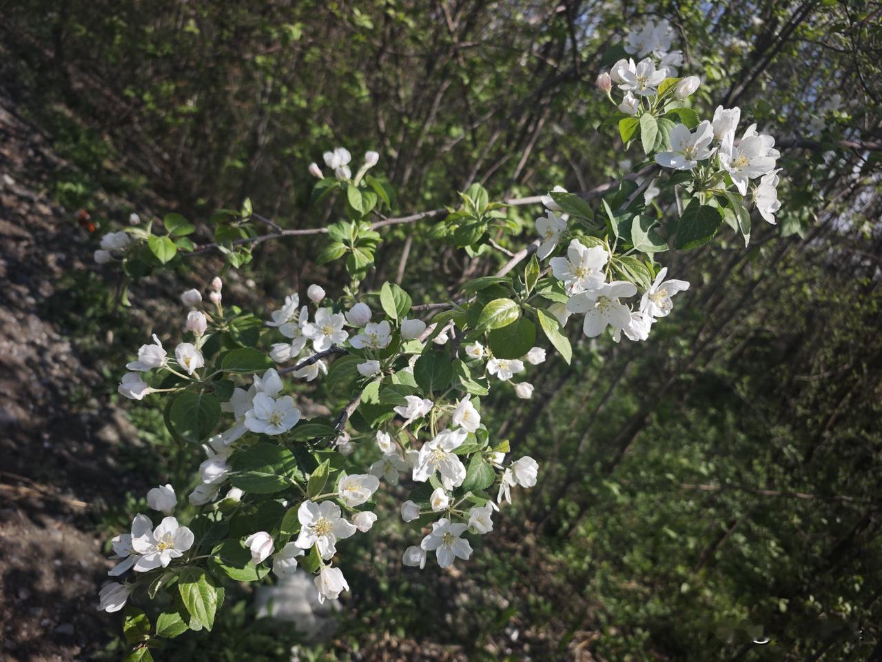 晒一晒相册里的花 相册里存着好多春日苹果花的照片，那景象真是美不胜收。
想起会宁