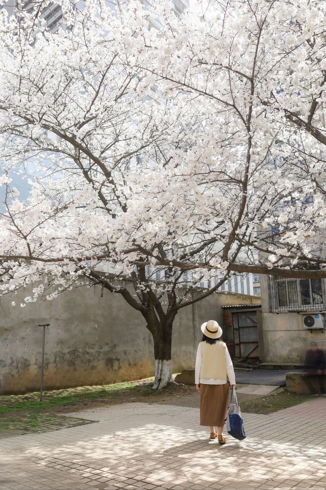 比起东湖❗️我更爱武汉老小区的樱花王❗️