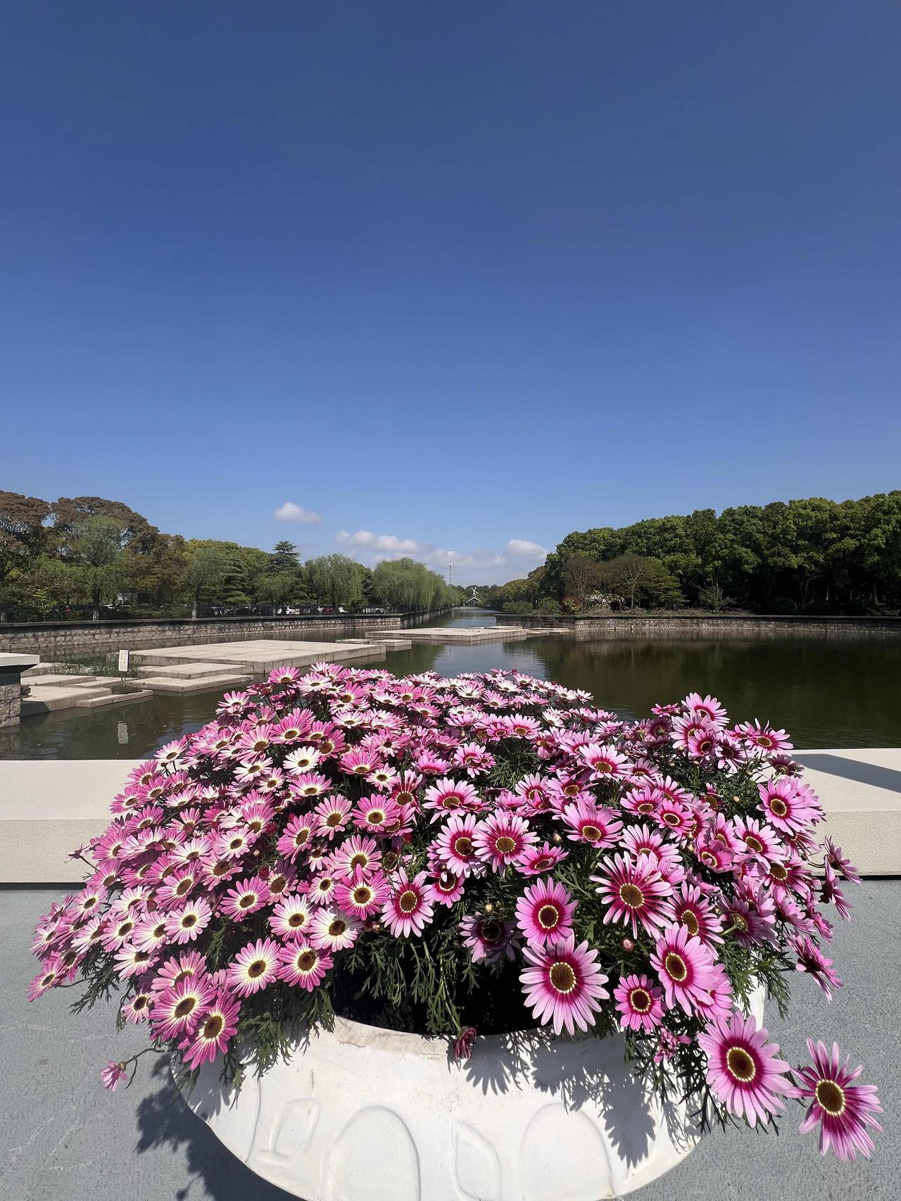 2026上海国际花卉节从今天，4月18日到5月10日（共23天）举办，正好来上海