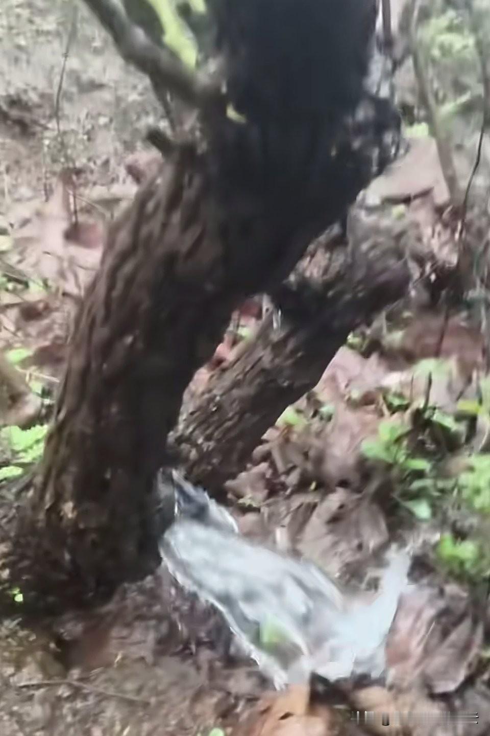 这什么树，那么神奇，居然中间可以喷出甘甜的清泉来，真是大自然的鬼斧神工啊