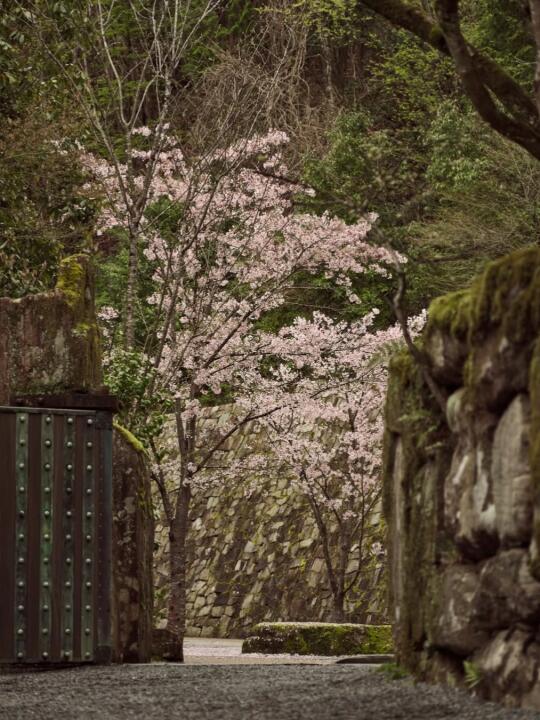 京都安缦门前的樱花🌸开了！Aman