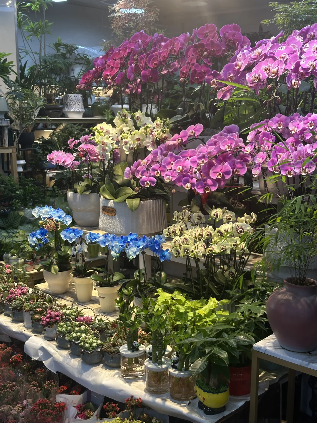 在南京又发现个小众花市场…好适合周末逛🌷