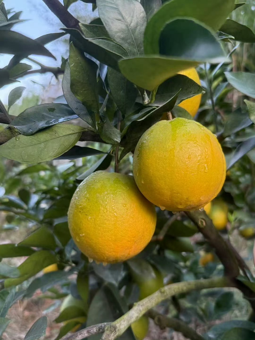 从阿根廷夺冠那年开始，我冬天的橙子就都是来自农场主朋友家的了。去年冬天以及今年后