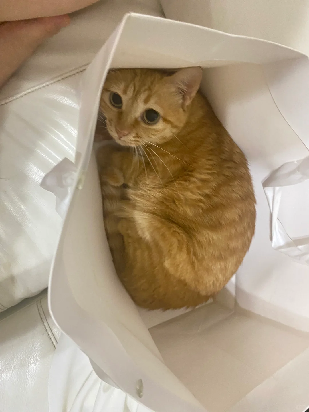 为什么我的橘猫7岁了只有这么一点点大