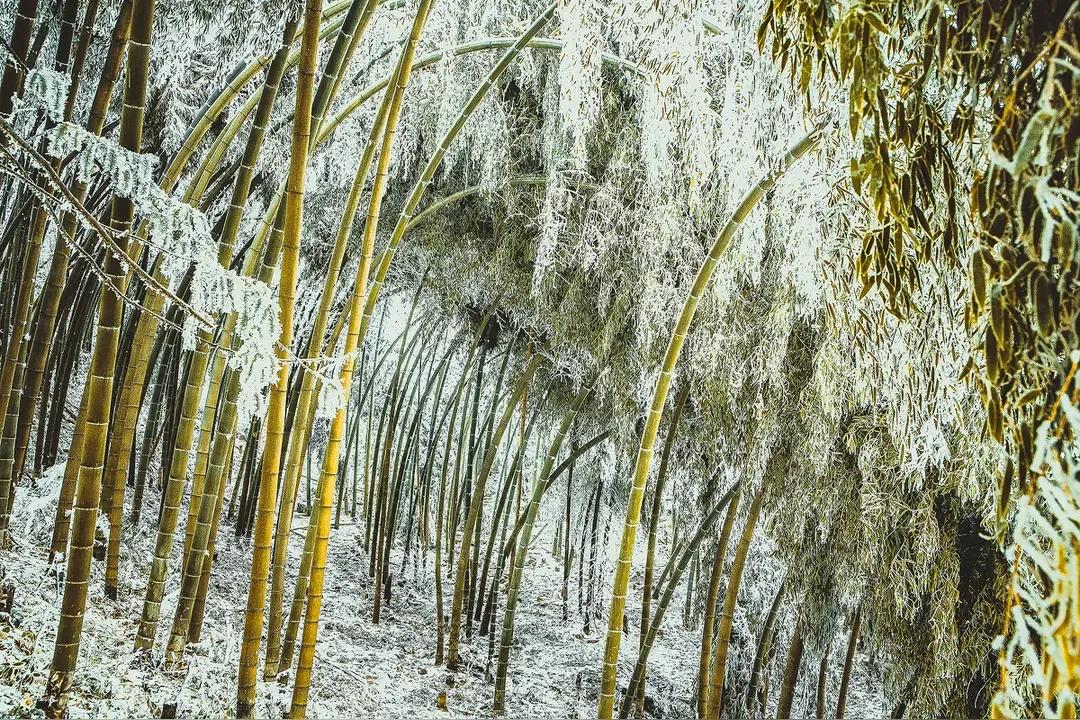冻干的日子
总有一些不寻常
屏住呼吸吧
锁住老街的味道
那里垒起娘亲的锅灶
炉火