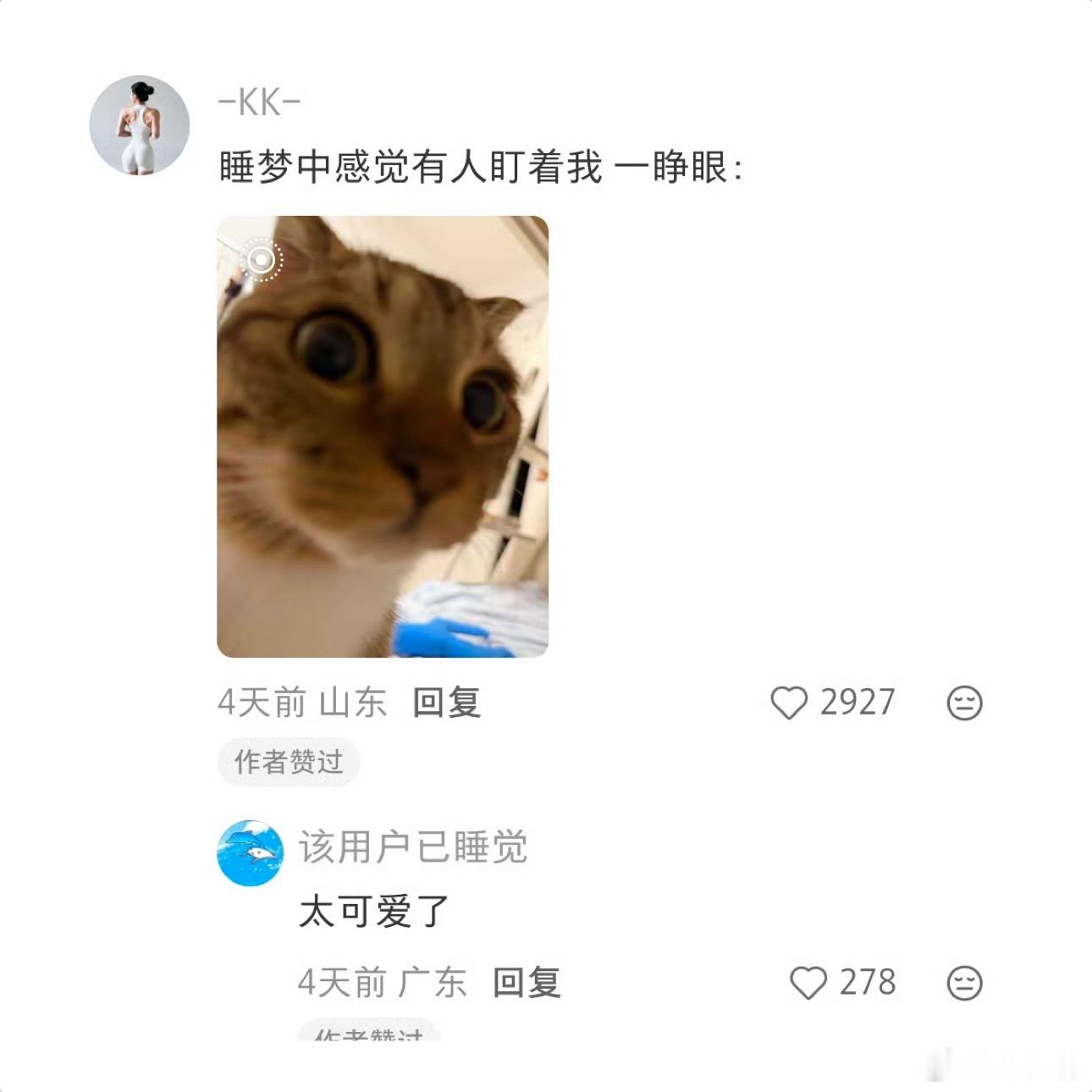 小猫居然分得清睡衣和出门衣服刷到网友分享的日常小事瞬间被治愈，没想到小猫居然能分