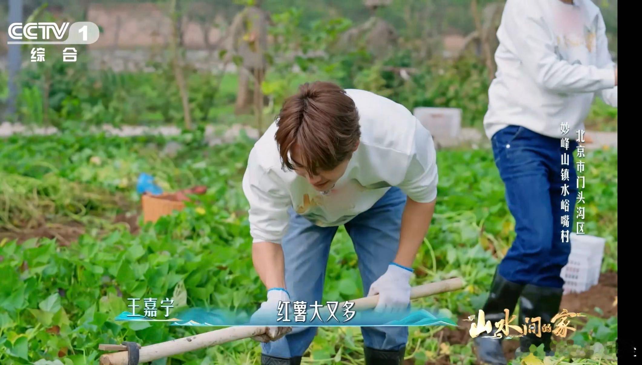 原来红薯是一窝一窝的挖红薯就是早期开盲盒 红薯不是孤单的！它们一窝窝紧紧挨着，像