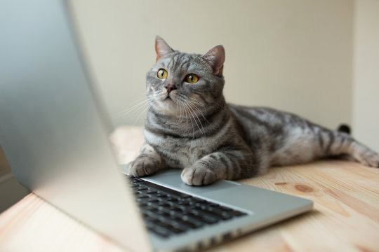 小猫一会见 