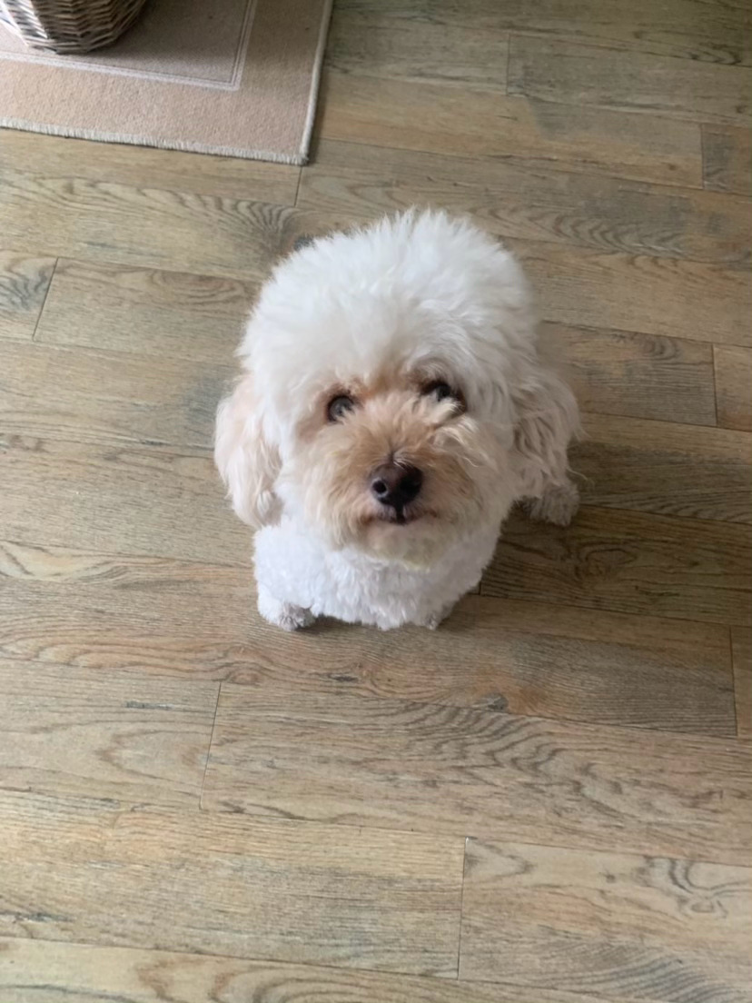 太搞笑了一回头一个小炸毛🐶 